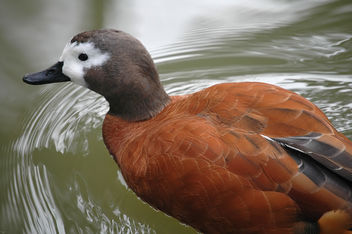 Duck - Kostenloses image #305989